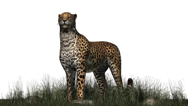 Cheetah i gräs - isolerad på vit bakgrund — Stockfoto