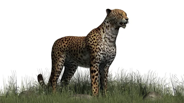 Cheetah i gräs - isolerad på vit bakgrund — Stockfoto