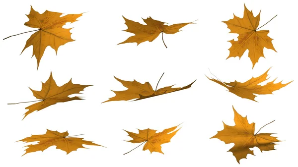 Autumn leaves - isolated on white background — Stock Photo, Image