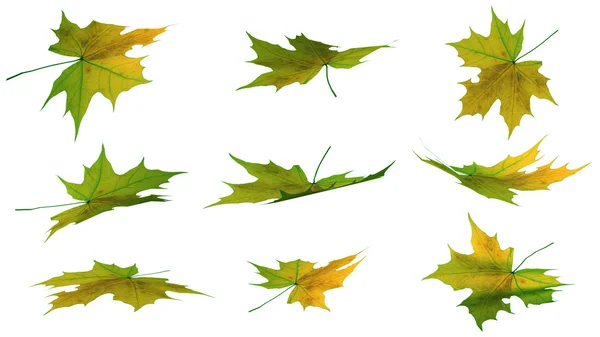 Autumn leaves - isolated on white background — Stock Photo, Image