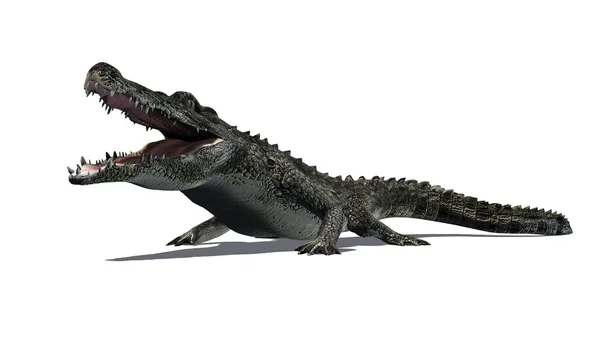 Krokodil isolerad på vit bakgrund — Stockfoto