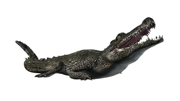 Crocodilo isolado sobre fundo branco — Fotografia de Stock
