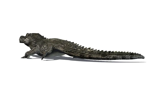 Crocodile isolé sur fond blanc — Photo