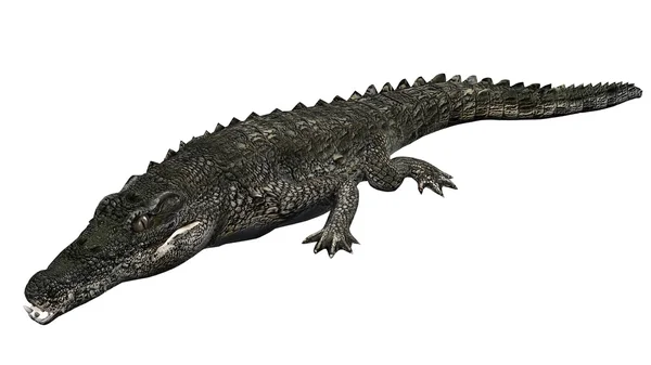 Krokodil elszigetelt fehér háttér — Stock Fotó