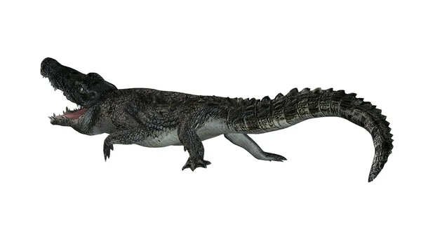 Crocodilo isolado sobre fundo branco — Fotografia de Stock