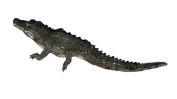 Crocodilo isolado sobre fundo branco Fotografias De Stock Royalty-Free