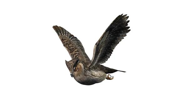 Owl - isolated on white background — Stock Photo, Image