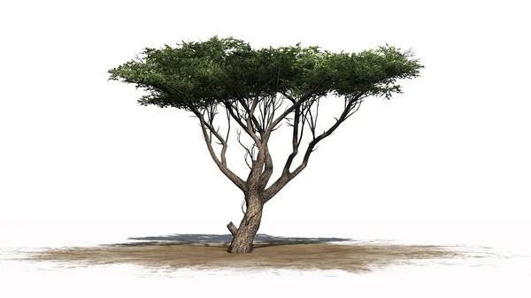Acacia strom izolované na bílém pozadí — Stock fotografie