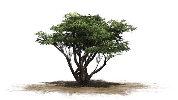 Acacia albero isolato su sfondo bianco — Foto Stock