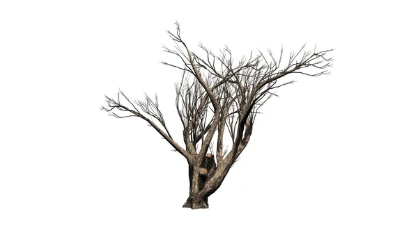 Akazienbaum Winter - isoliert auf weißem Hintergrund — Stockfoto