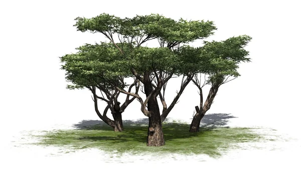 Grupo de árboles de acacia aislados sobre fondo blanco —  Fotos de Stock
