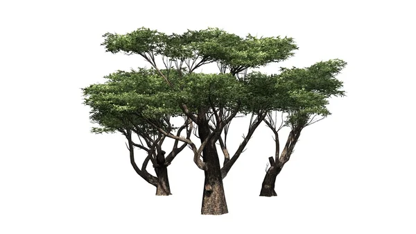 Acacia δέντρο συμπλέγματος που απομονώνονται σε λευκό φόντο — Φωτογραφία Αρχείου
