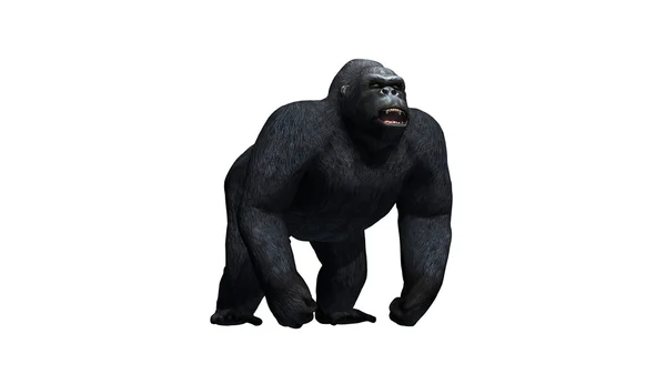 Gorilla - isoliert auf weißem Hintergrund — Stockfoto