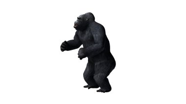 goril - beyaz arka plan üzerinde izole