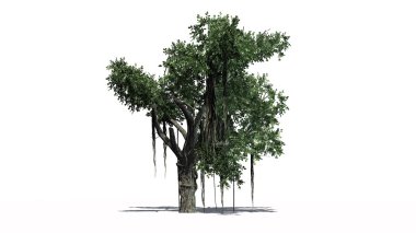 Chinese Banyan tree - isolated on white background clipart