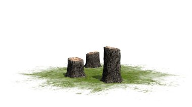  Tree stump cluster - on white background clipart
