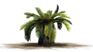 Sago palmiye - beyaz arka plan üzerinde ayrılmış