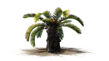 Sago palmiye - beyaz arka plan üzerinde ayrılmış