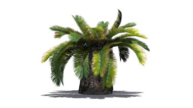 Sago palmiye - beyaz arka plan üzerinde ayrılmış