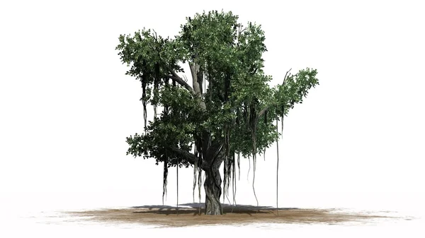 Çin Banyan tree - beyaz arka plan üzerinde izole