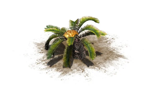 Sago Palm - separerade på vit bakgrund — Stockfoto