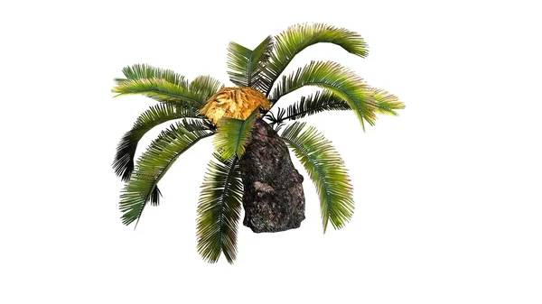 Sago Palm - separerade på vit bakgrund — Stockfoto