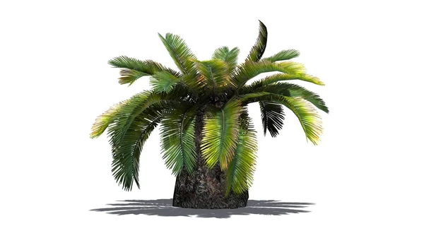 Palmy sago - rozdzielone na białym tle — Zdjęcie stockowe