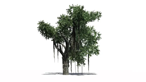 中国榕树-白色背景上孤立 免版税图库图片