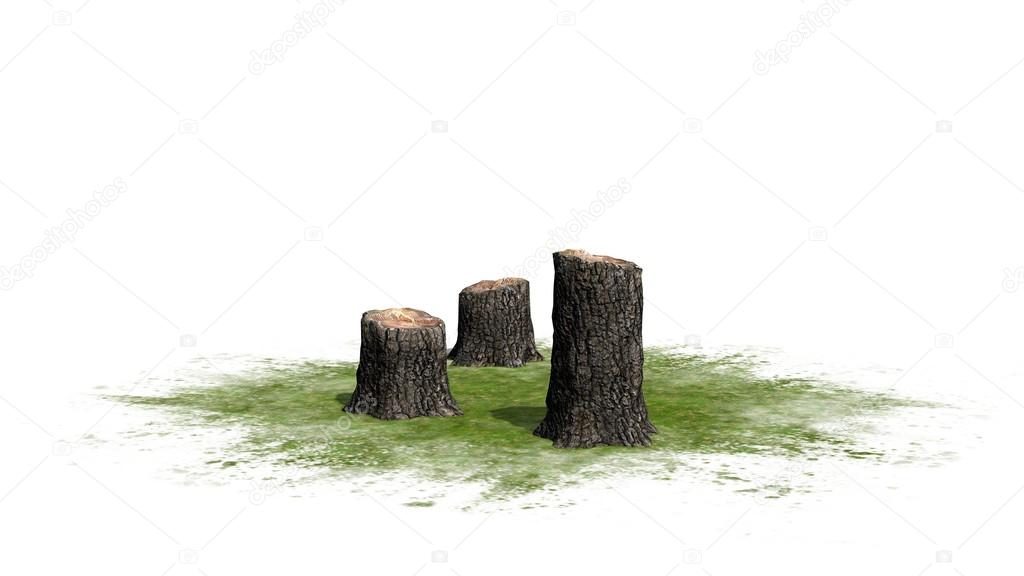  Tree stump cluster - on white background