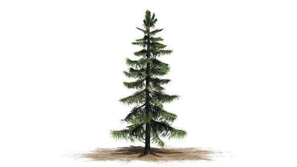 白色背景上孤立的阿拉斯加雪松树 — 图库照片
