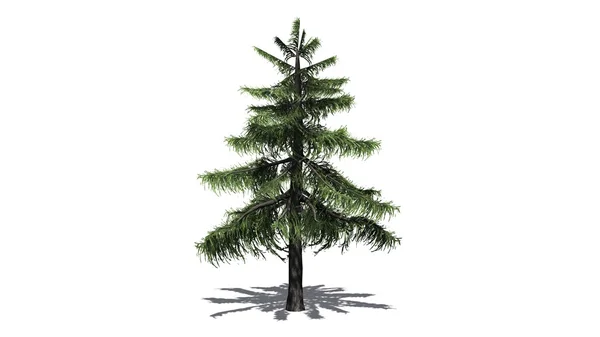 Alaska Cedar tree isolated on white background — Stock Photo, Image