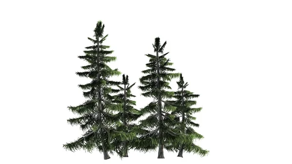 Alaska Cedar drzewa klastra na białym tle — Zdjęcie stockowe