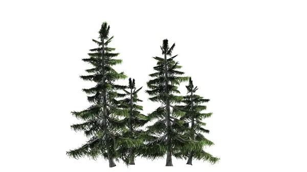 Beyaz arka plan üzerinde izole Alaska sedir ağacı küme