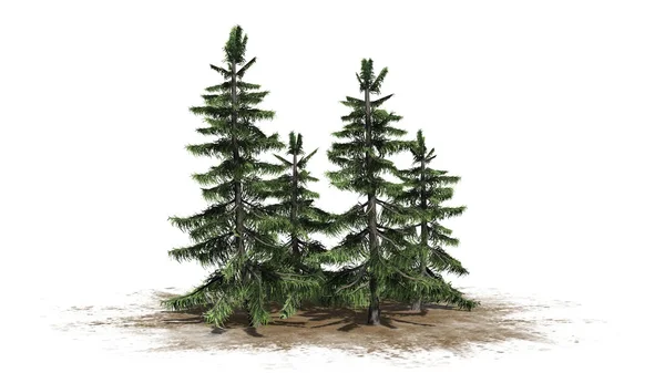 Beyaz arka plan üzerinde izole Alaska sedir ağacı küme