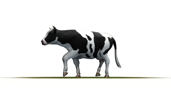 Корова на белом фоне — стоковое фото