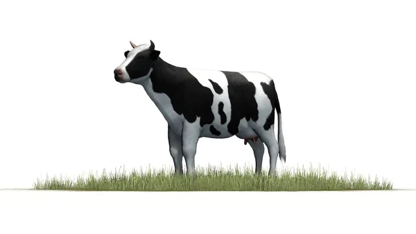 Ko på vit bakgrund — Stockfoto