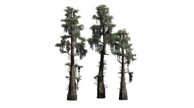 Kel servi ağaçları - beyaz arka plan üzerinde ayrılmış