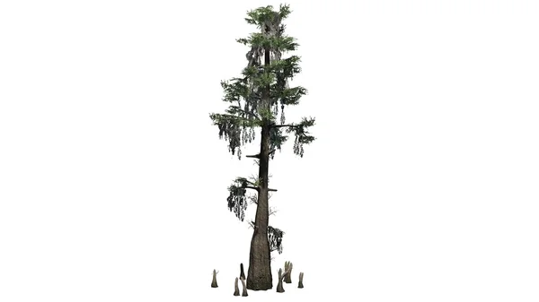 Bald cypress tree - oddělené na bílém pozadí — Stock fotografie