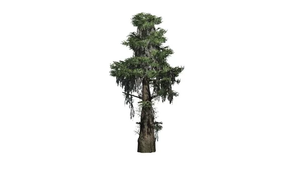 Bald cypress tree - separated on white background — Stock Photo, Image