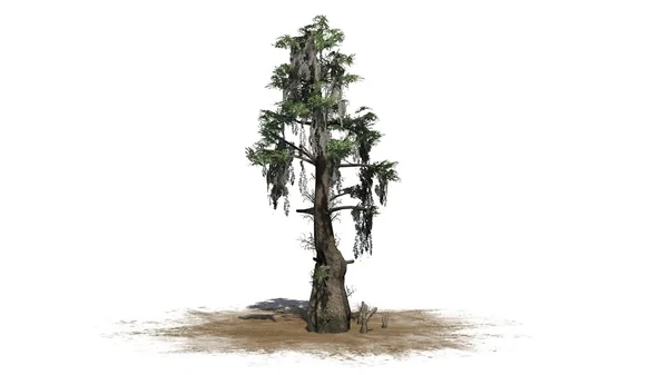 Kale cypress tree op zand gebied - gescheiden op witte achtergrond — Stockfoto