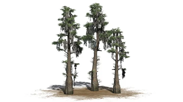Bald cypress träd på sandområde - separerade på vit bakgrund — Stockfoto