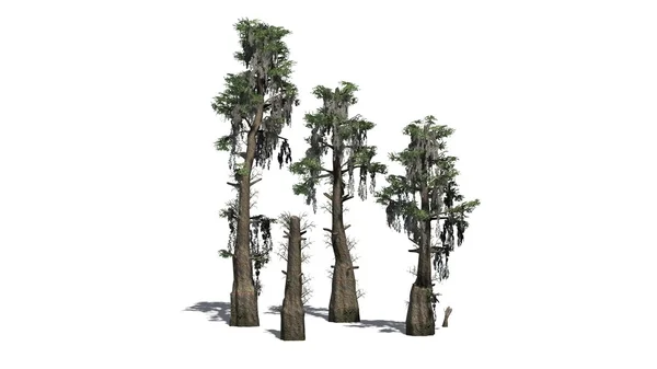 シャドウ - 白い背景の分離とラクウショウの木 — ストック写真