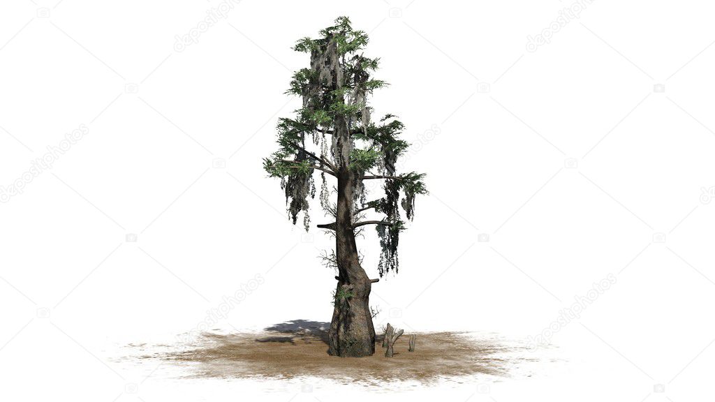 bald cypress tree on sand area - separated on white background
