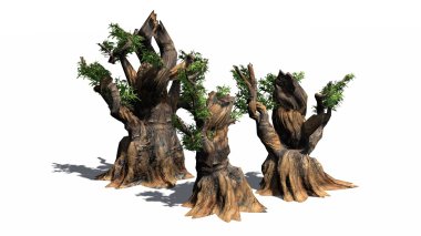 Bristlecone çam ağacı küme - beyaz arka plan üzerinde izole