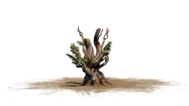 Bristlecone çam ağacı - beyaz arka plan üzerinde izole