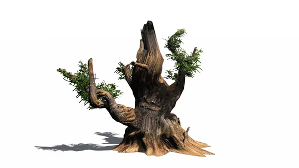 Bristlecone pine tree - που απομονώνονται σε λευκό φόντο — Φωτογραφία Αρχείου