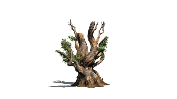 Bristlecone pine tree - geïsoleerd op witte achtergrond — Stockfoto