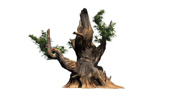 Bristlecone çam ağacı - beyaz arka plan üzerinde izole — Stok fotoğraf
