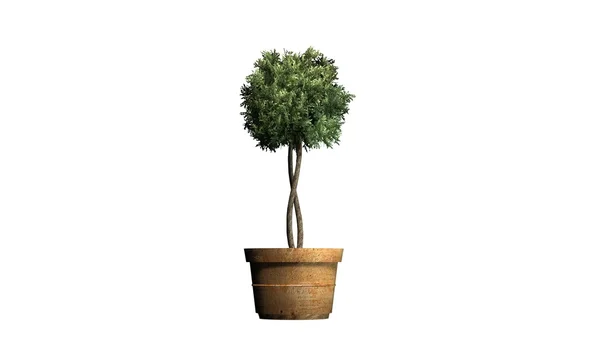 Buxbom topiary - isolerad på vit bakgrund — Stockfoto