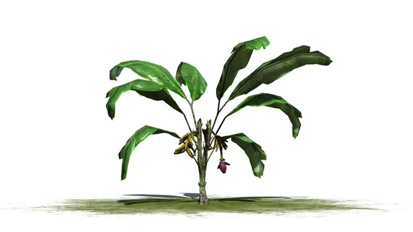 Planta de banana com sombra na área verde - isolada no fundo branco — Fotografia de Stock